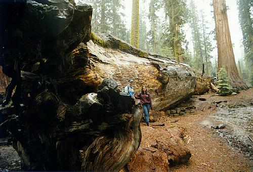 Giant Tree